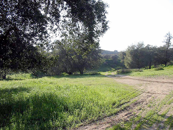 Restoring the oak grove.
